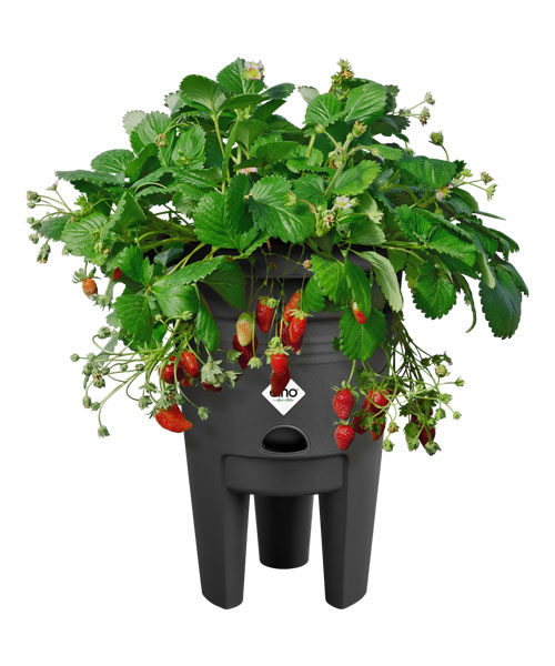 elho green basics aardbeien pot 33cm